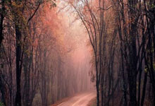 开云体育中国-紫百合凋零客场，寒冬中的佛罗伦萨如何破局重生？