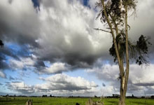 开云下载-鹿岛鹿角核心球员体能管理，世俱杯冲刺关键因素