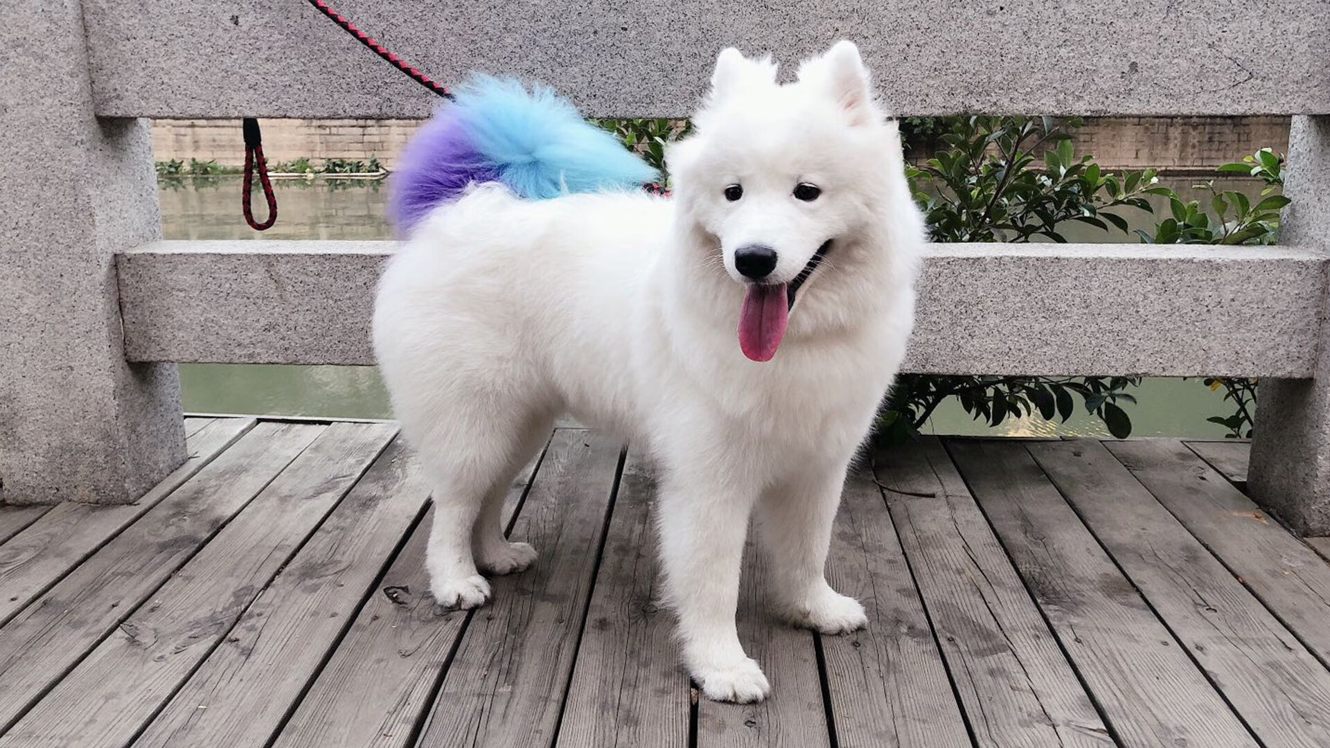 库里一锤定音,当大场面先生遇见火箭与上海队的东方之夜