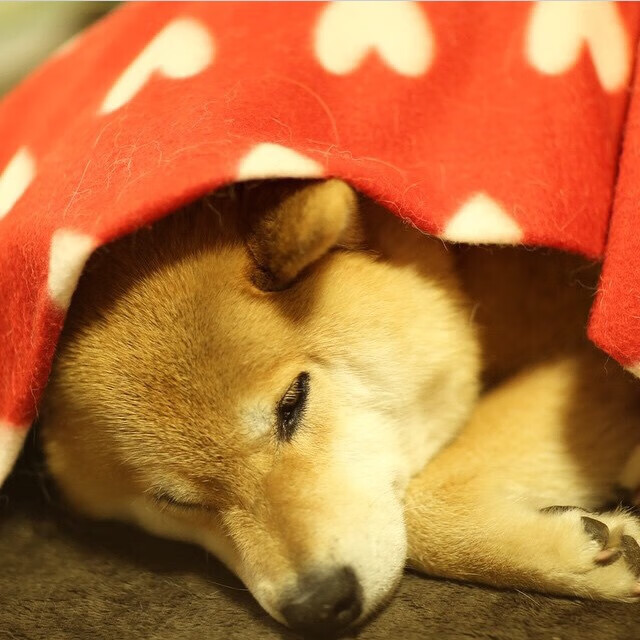 开云下载-生死线上的璀璨星辰，拉亚生涯之夜助塞内加尔力克马里