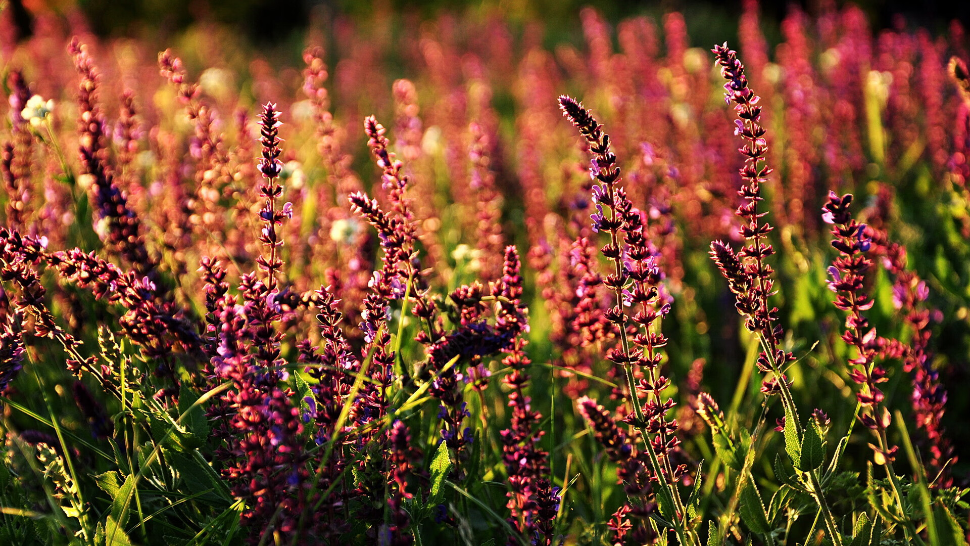 赖斯临危救主,乌拉圭铁血终结安哥拉黑马之路
