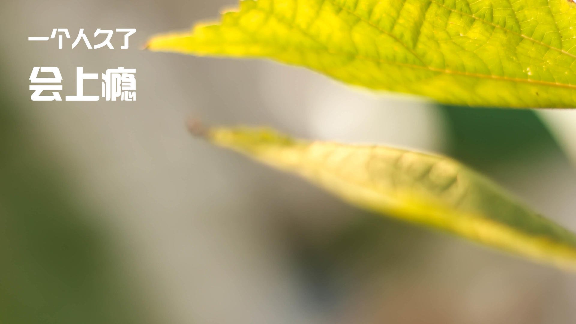 开云体育下载-末节风暴！小贾伦独砍21分难救主，吉林团队篮球一波流带走爵士