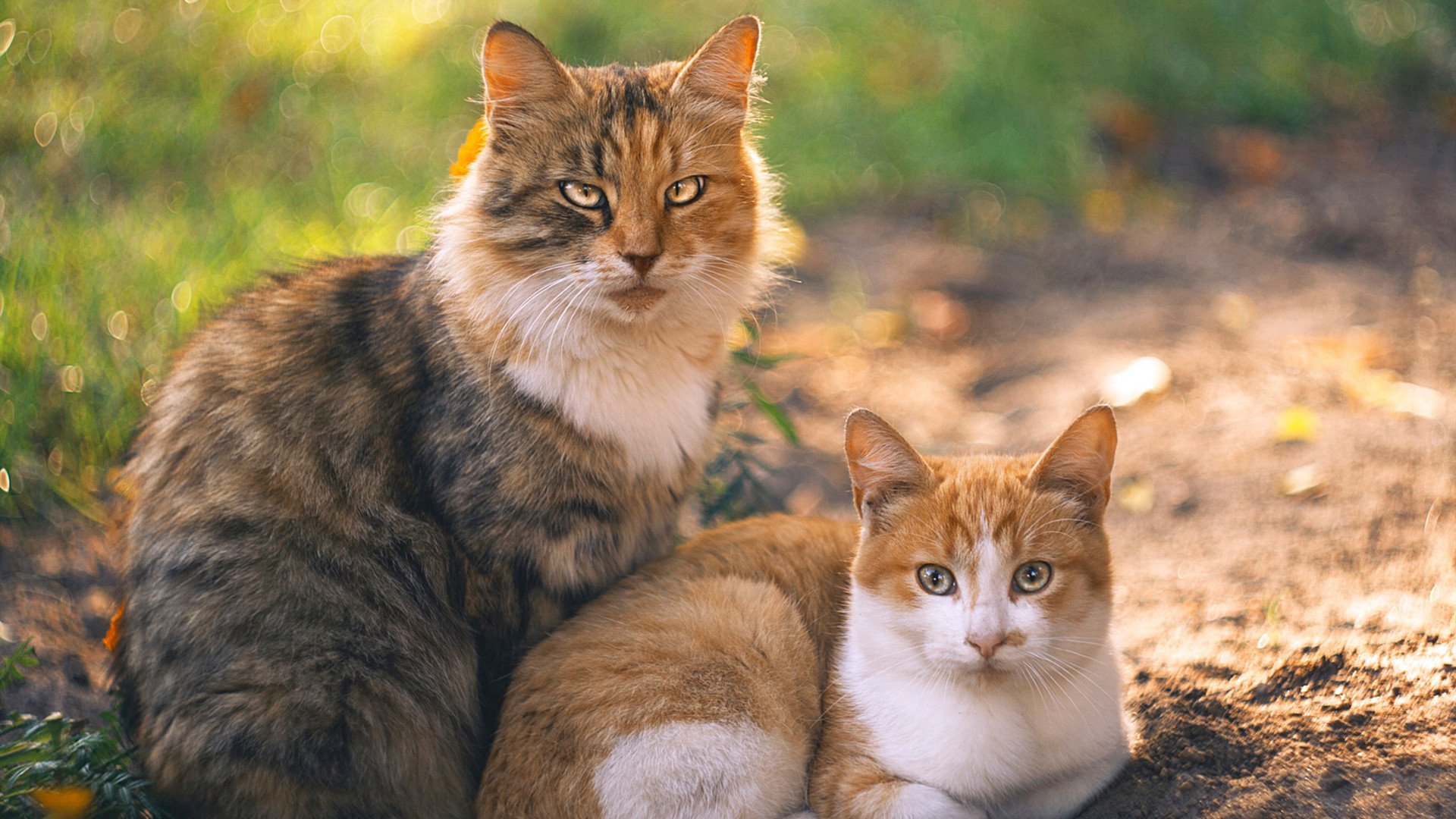 开云体育官方网站-森林狼撕破步行者防线，霍勒迪F1赛道终极超车，竞技场上没有旁观席