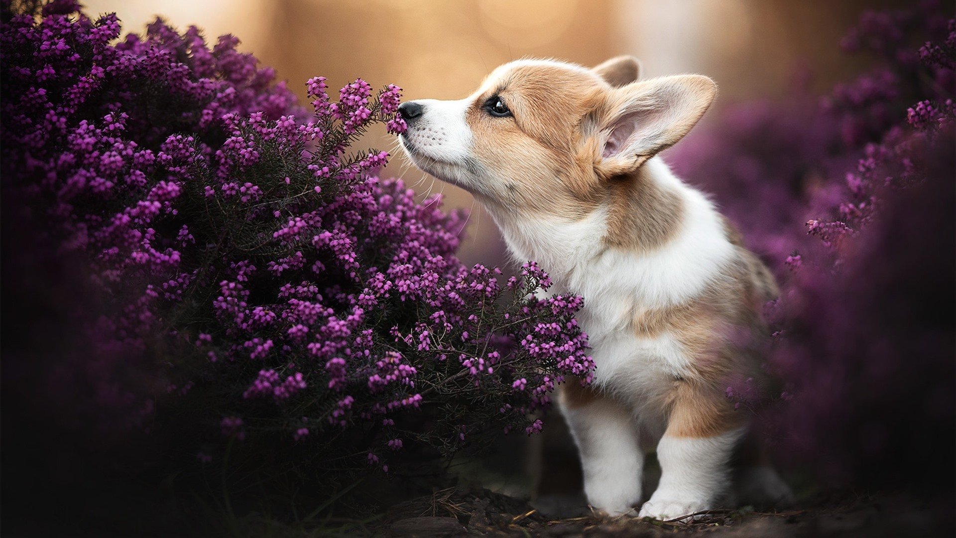 开云体育官方网站-湖人客场力克太阳，并非詹眉，哈利伯顿才是关键先生