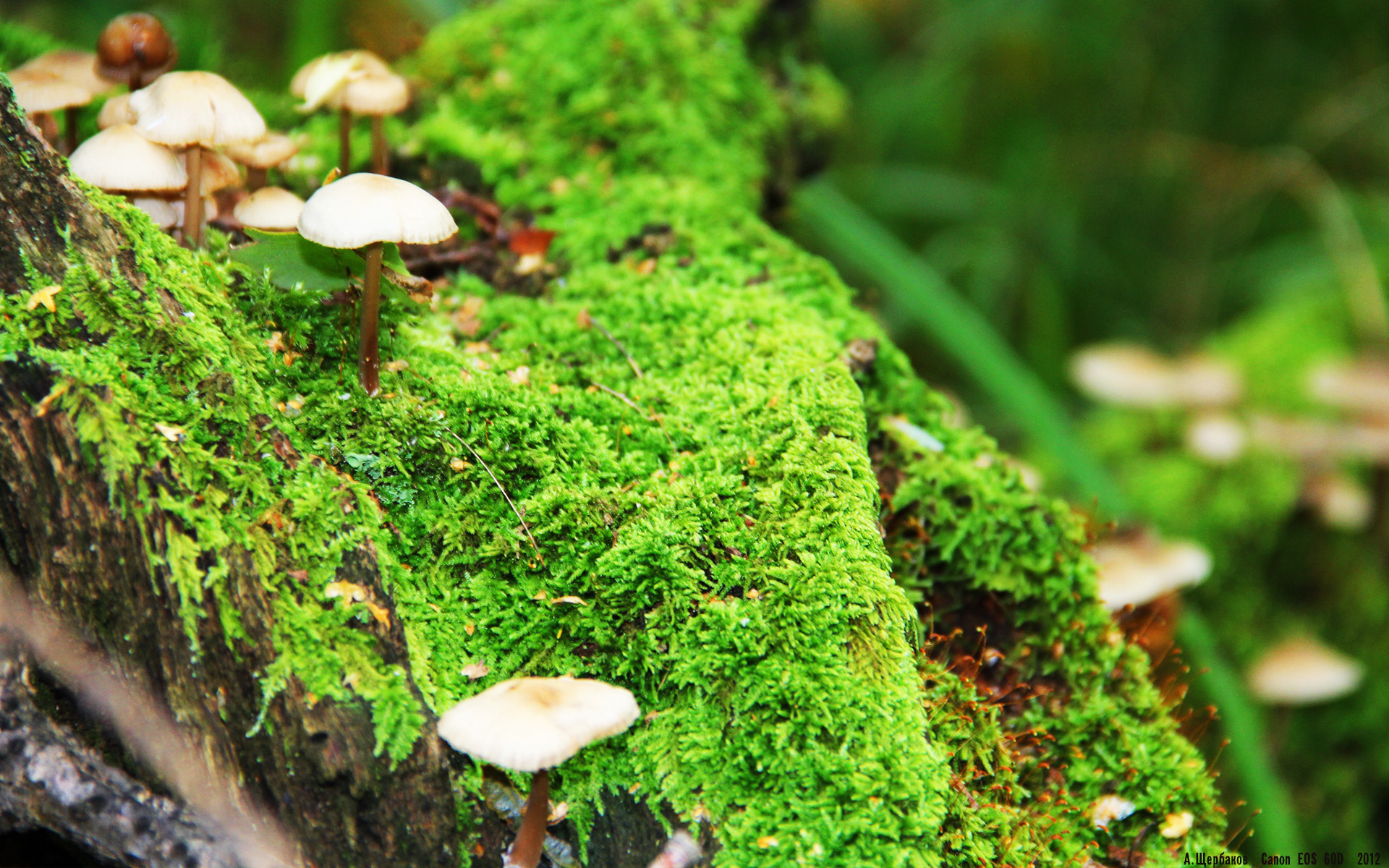 开云体育官方网站-绿茵场上的双重奏，西甲国家德比的传奇对决与芬兰生死战的逆袭之光