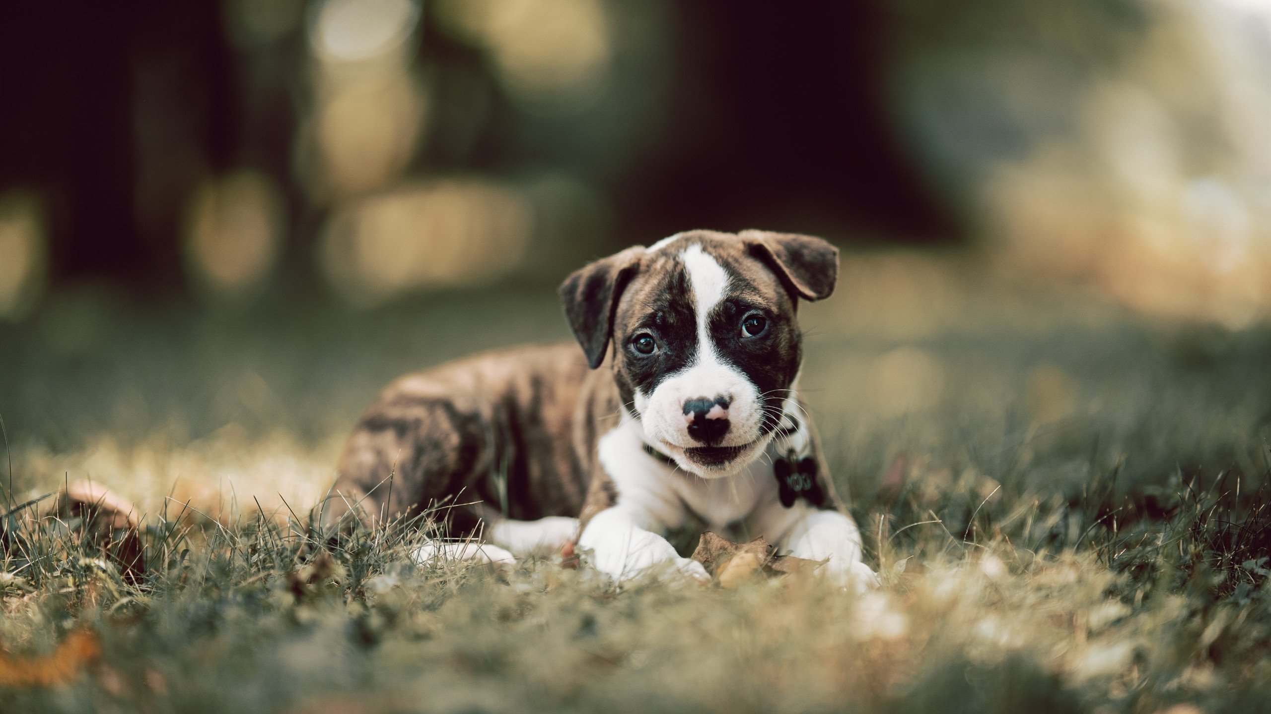 开云体育登录-东契奇全能统治攻防，独行侠火力全开压制鹈鹕连胜势头