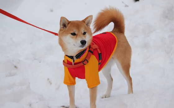 开云APP-末路狂花，戈麦斯一手导演的喀麦隆逆袭史诗