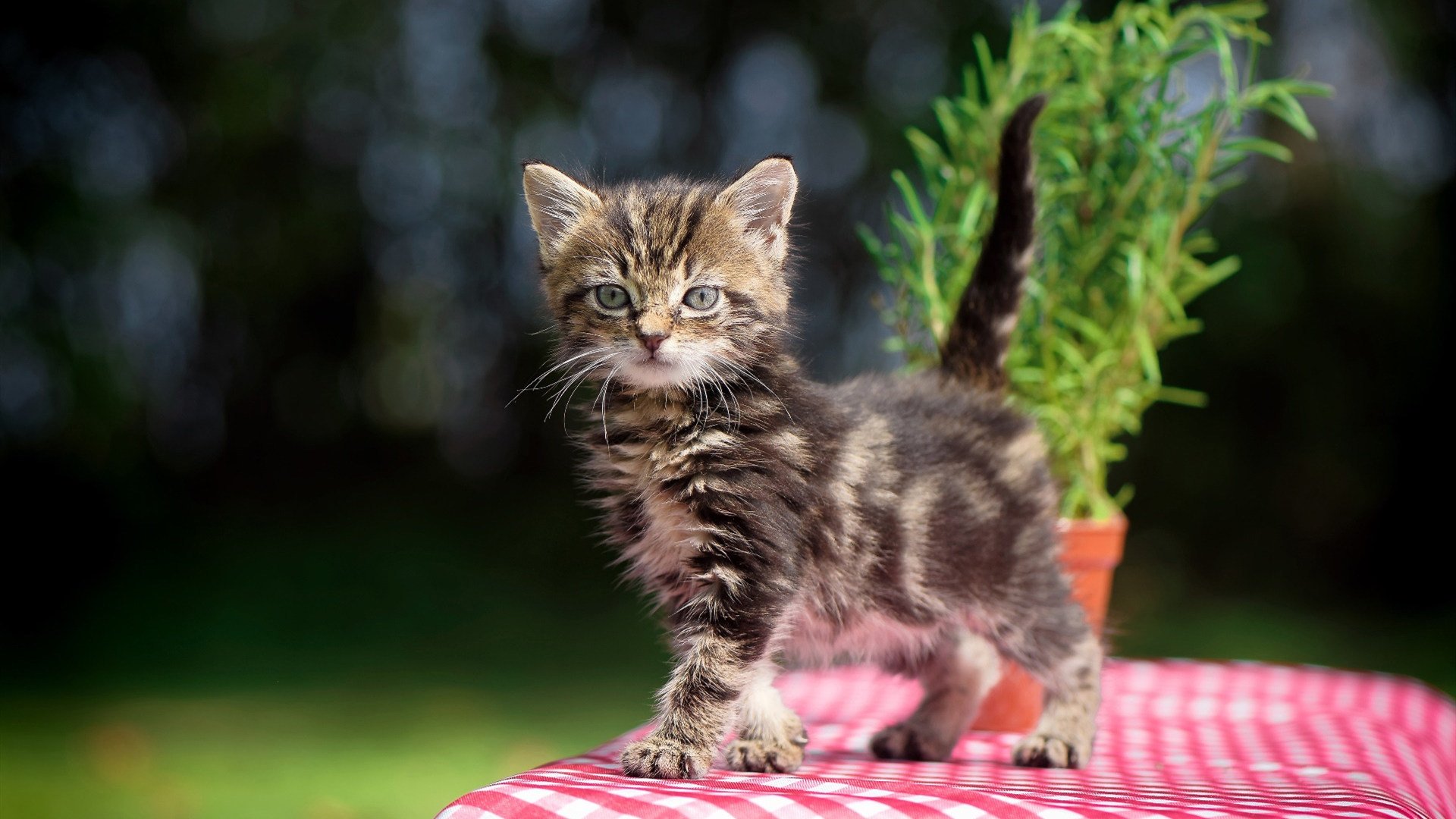 开云体育官网-攻防的艺术，金玟哉一柱擎天，哥斯达黎加手术刀剖开爱尔兰