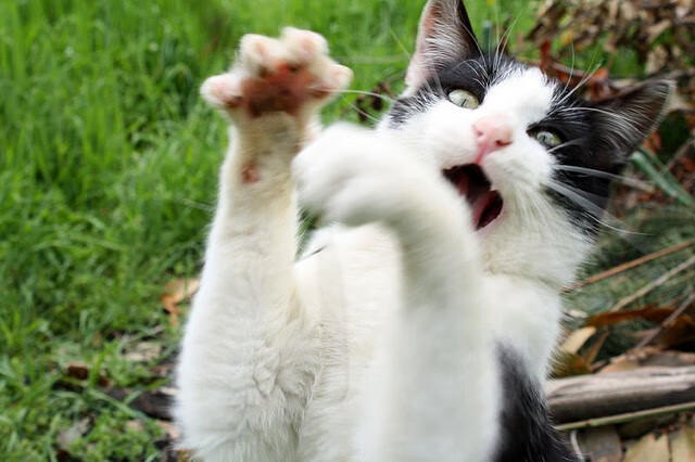 最后的角斗士,当字母哥的连续得分成为数字时代的咆哮