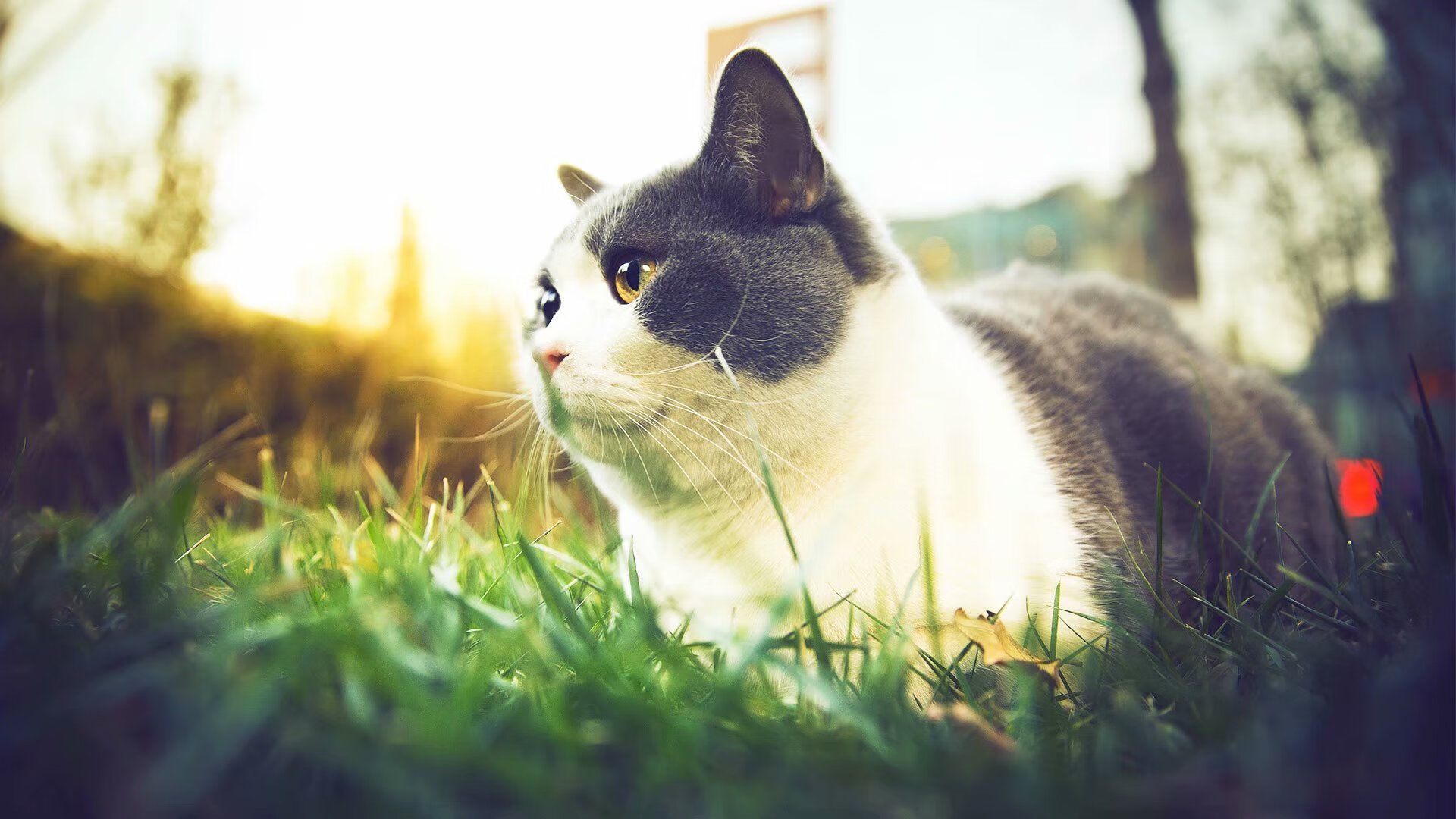 开云体育官方网站-浓眉天降撕裂绿军铁壁 公牛鏖战逆转捍卫主场