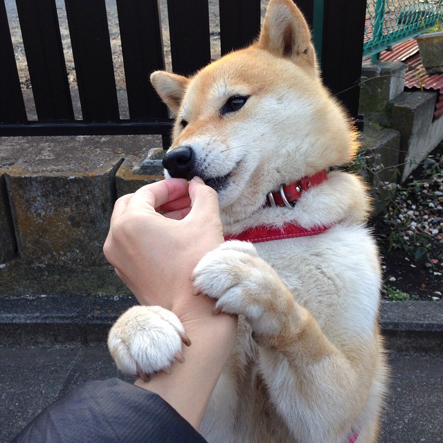 完美交响曲,比利时战术桎梏厄瓜多尔,基米希谱写中场杀机